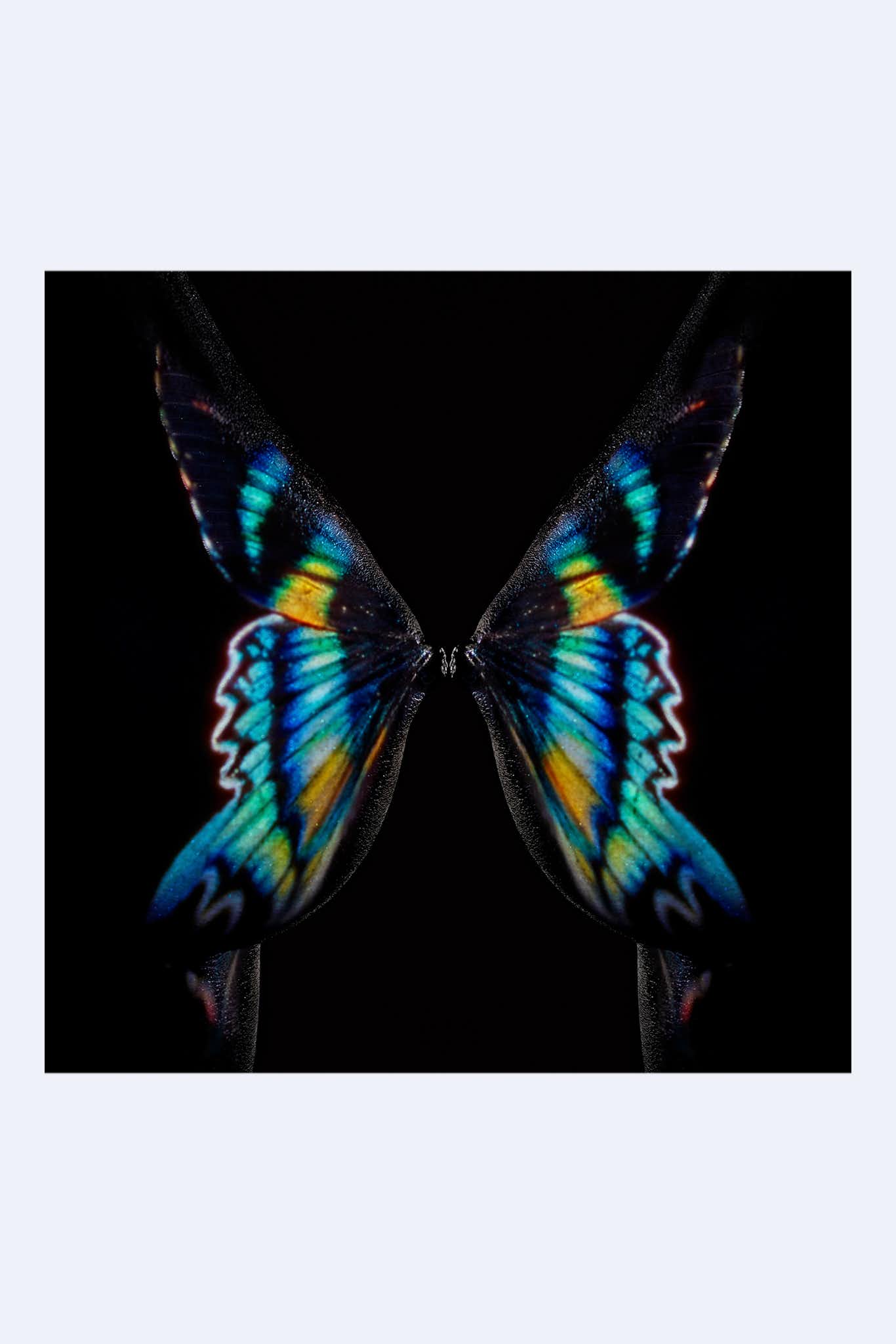 Size Guide - Swallowtail Butterfly (1366x2048), Png Download