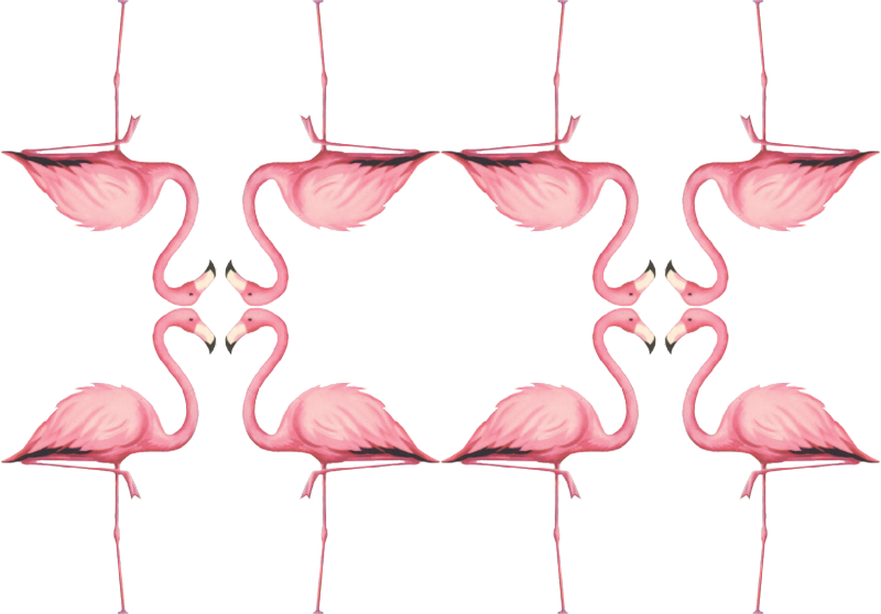 Greater Flamingo (800x558), Png Download