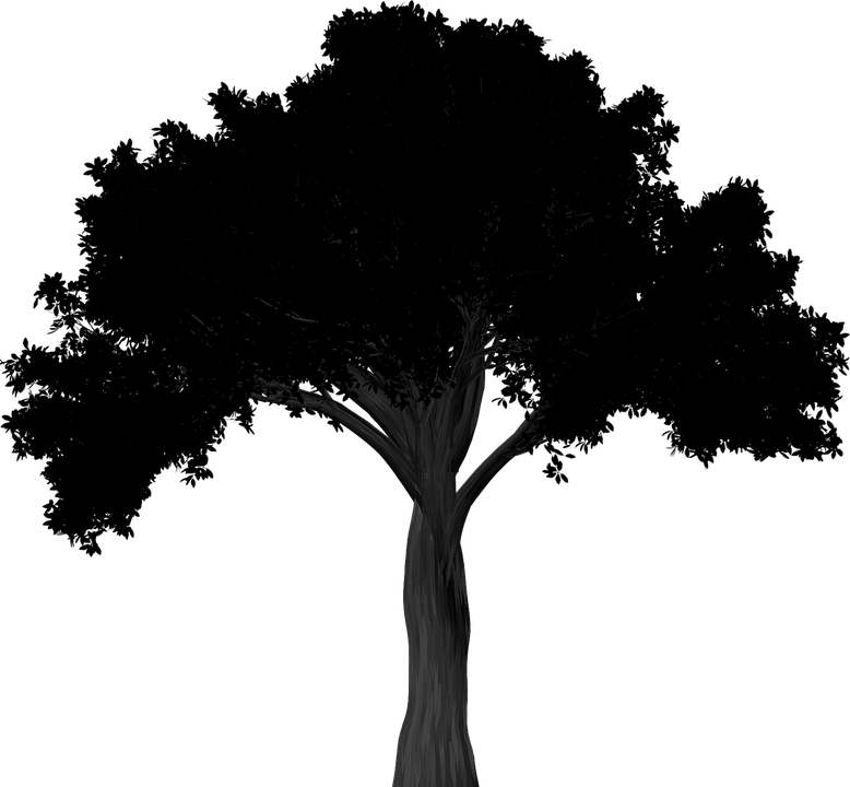 Oak Tree Silhouette Png - American Elm Tree Silhouette (778x720), Png Download