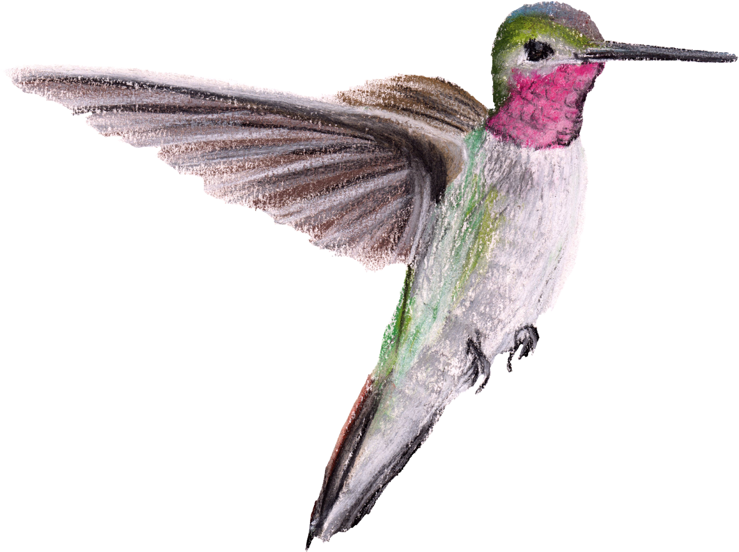Download Ruby-throated Hummingbird PNG Image with No Background 