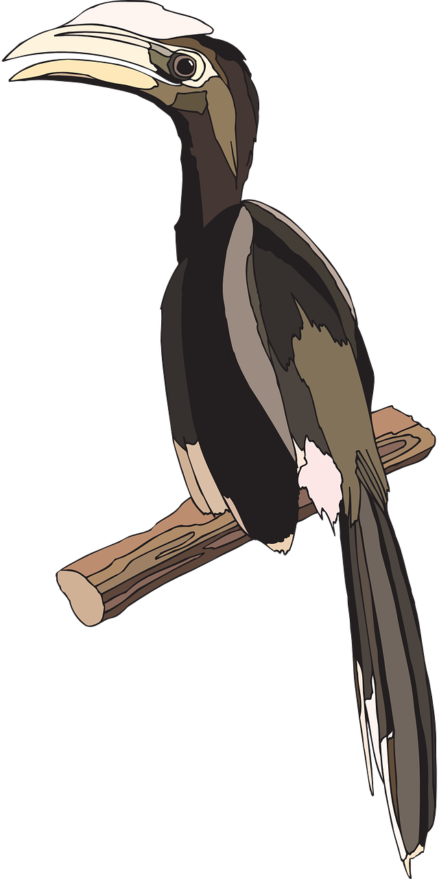 Ivory-billed Woodpecker (640x1280), Png Download