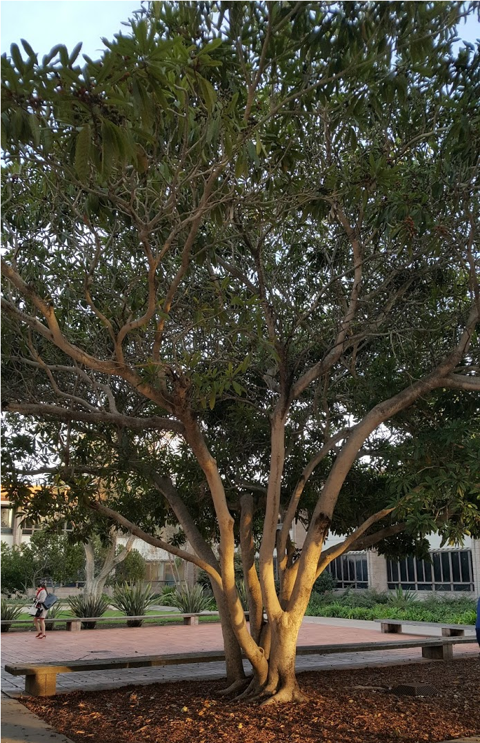 A Large, Well Established Loquat Tree - River Birch (1295x1077), Png Download