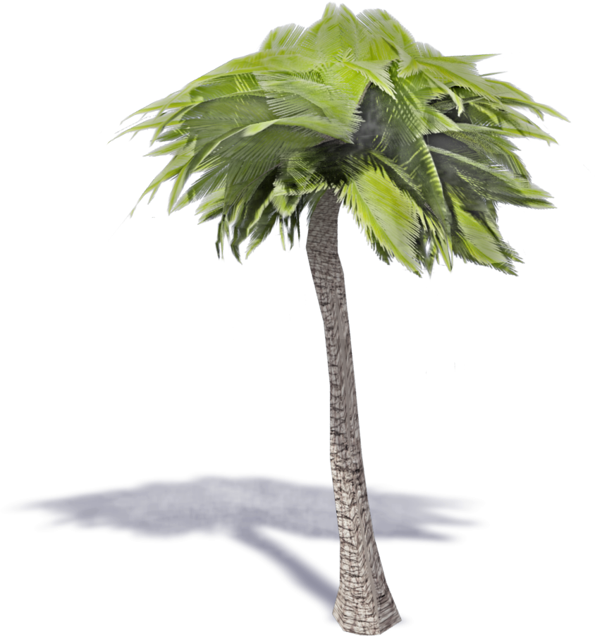 Palm Tree - Desert Palm (1000x1000), Png Download