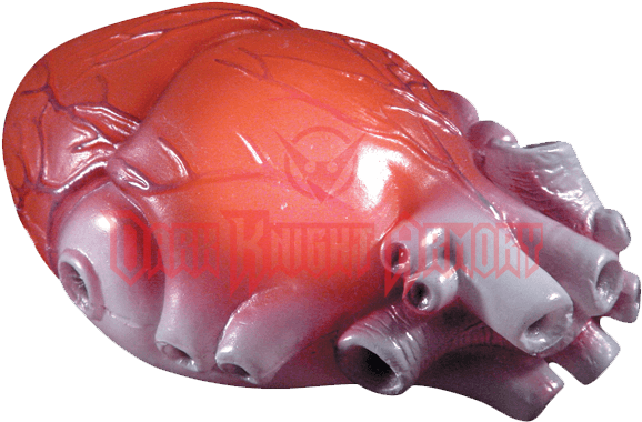 Parts Of Body (595x595), Png Download