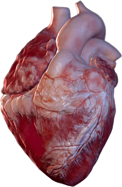 Bild Ist Nicht Verfügbar - Liver (1920x775), Png Download