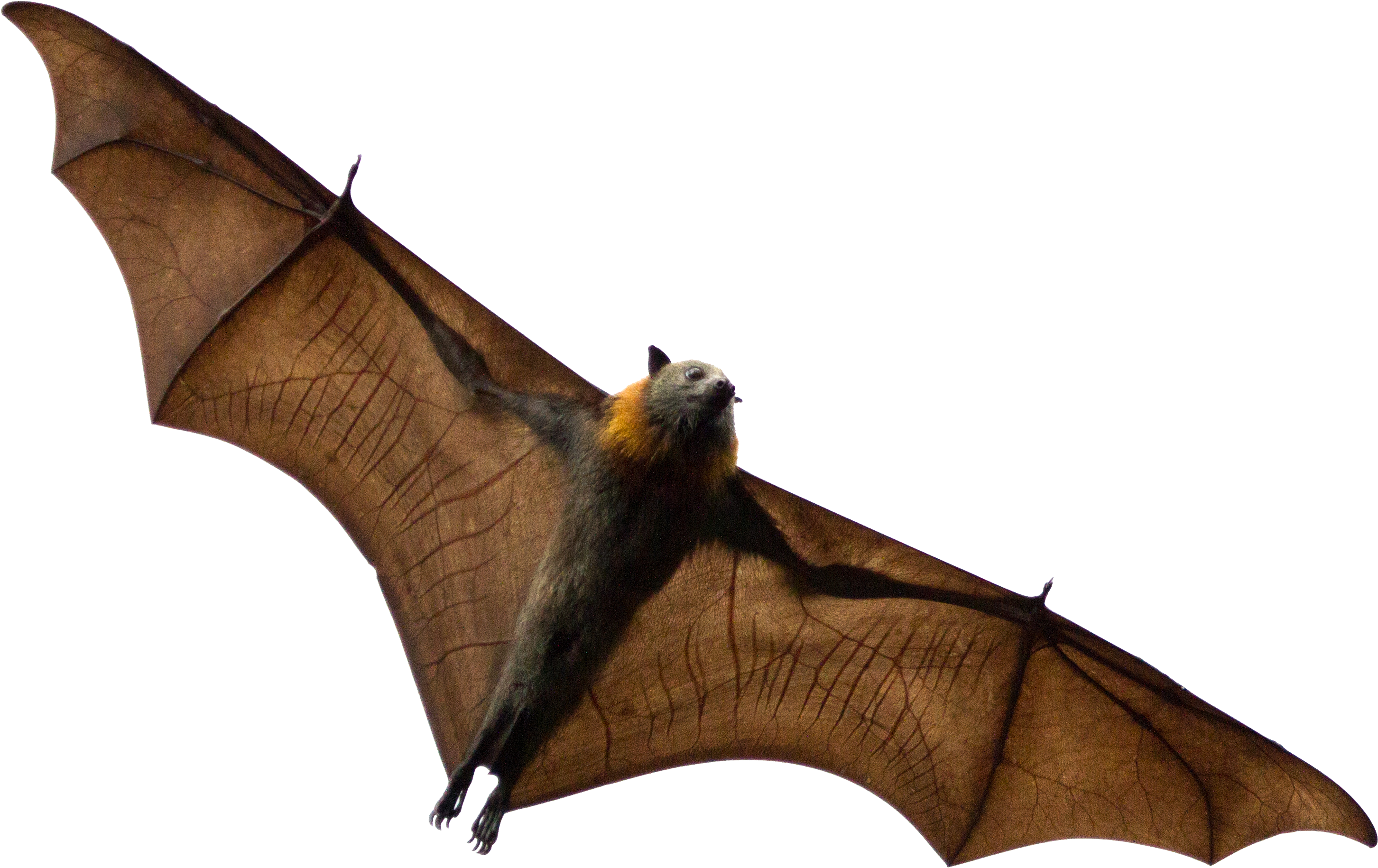 Bat - Zorro Volador Png (4215x2108), Png Download