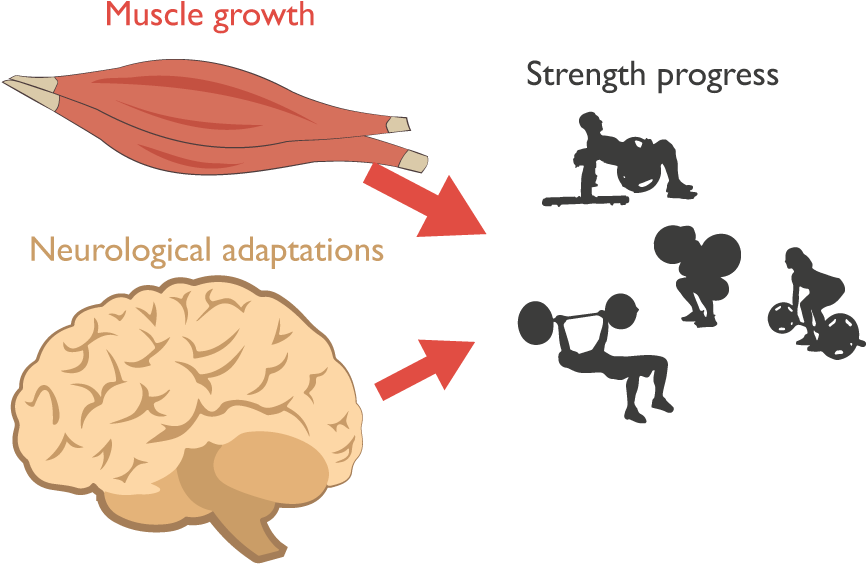 You Probably Just Started This Exercise, As You're - Miniature Poodle (984x622), Png Download