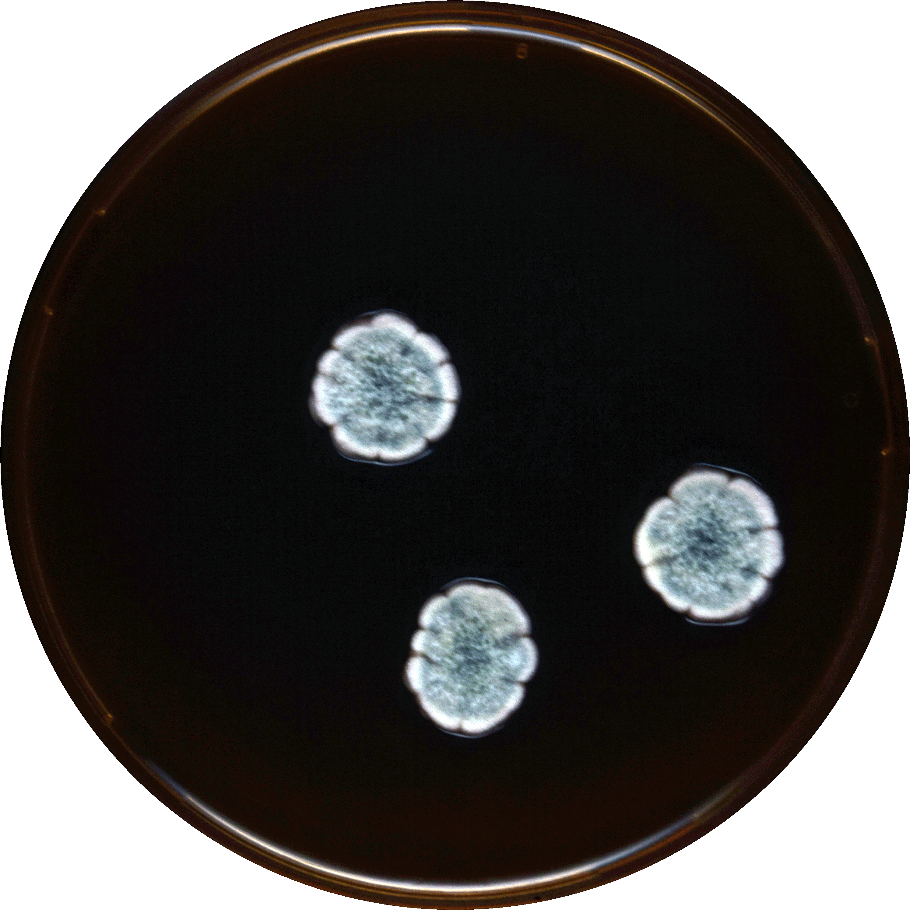 Aspergillus Subversicolor Meaox - Circle (3000x3000), Png Download