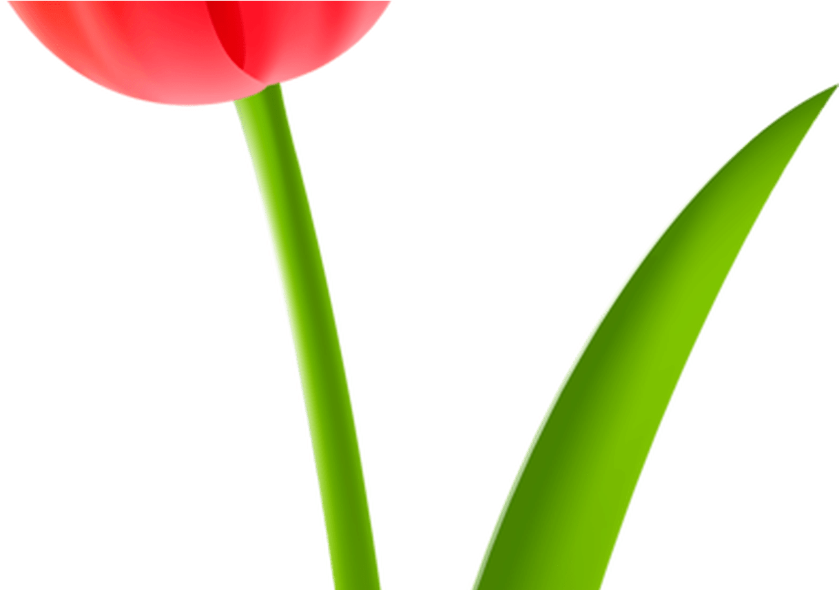 Tulip Cut Flowers Drawing Plant Stem Free Commercial - Sprenger's Tulip (1368x855), Png Download