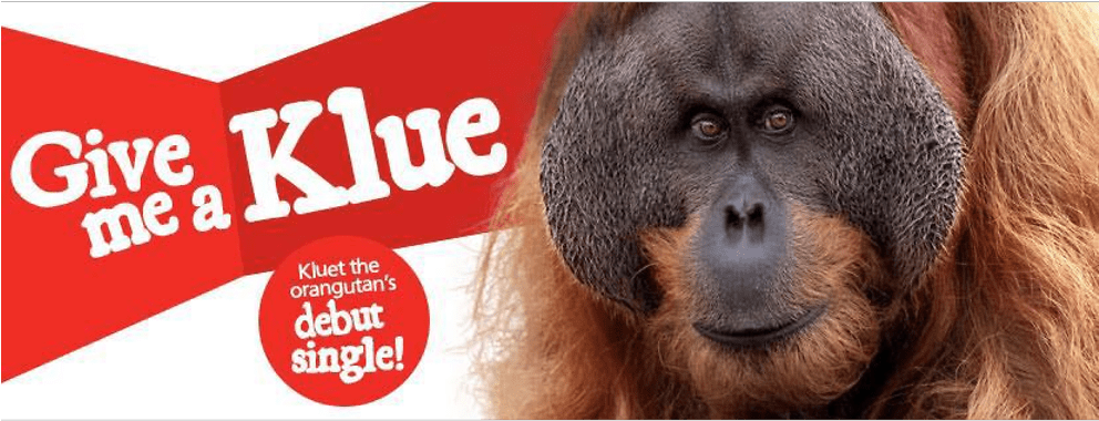 Orangutan (991x557), Png Download