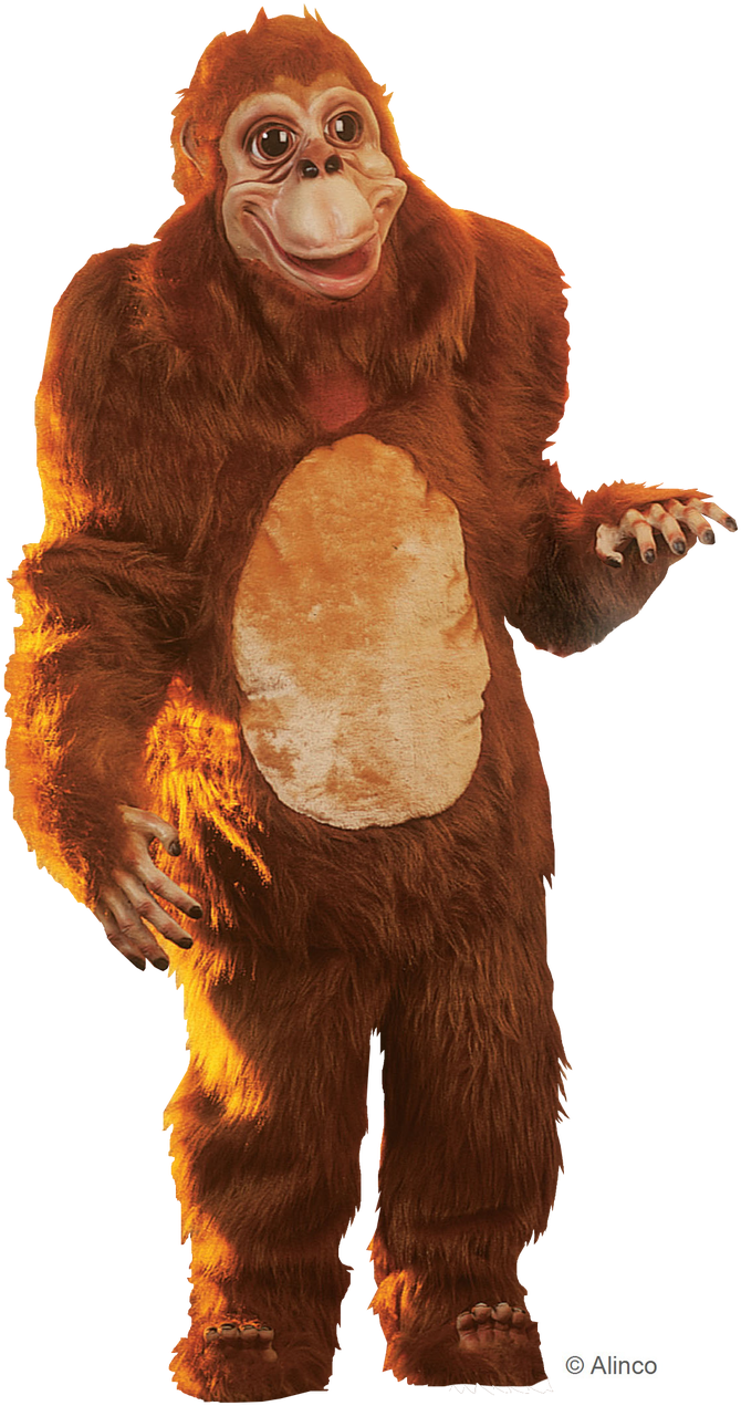 Orangutan Png (765x1280), Png Download