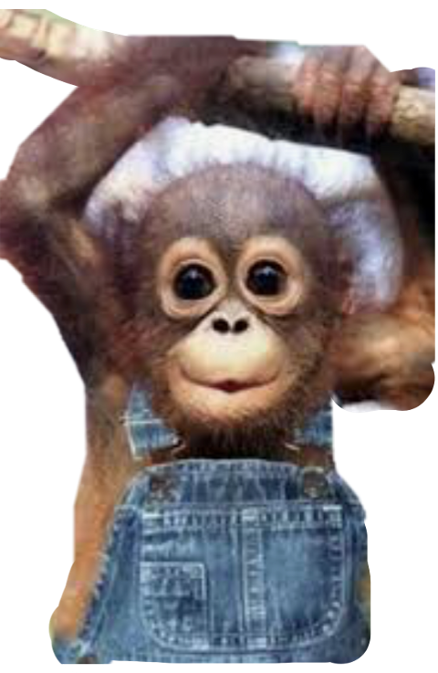 Much Do Monkeys Cost (480x737), Png Download