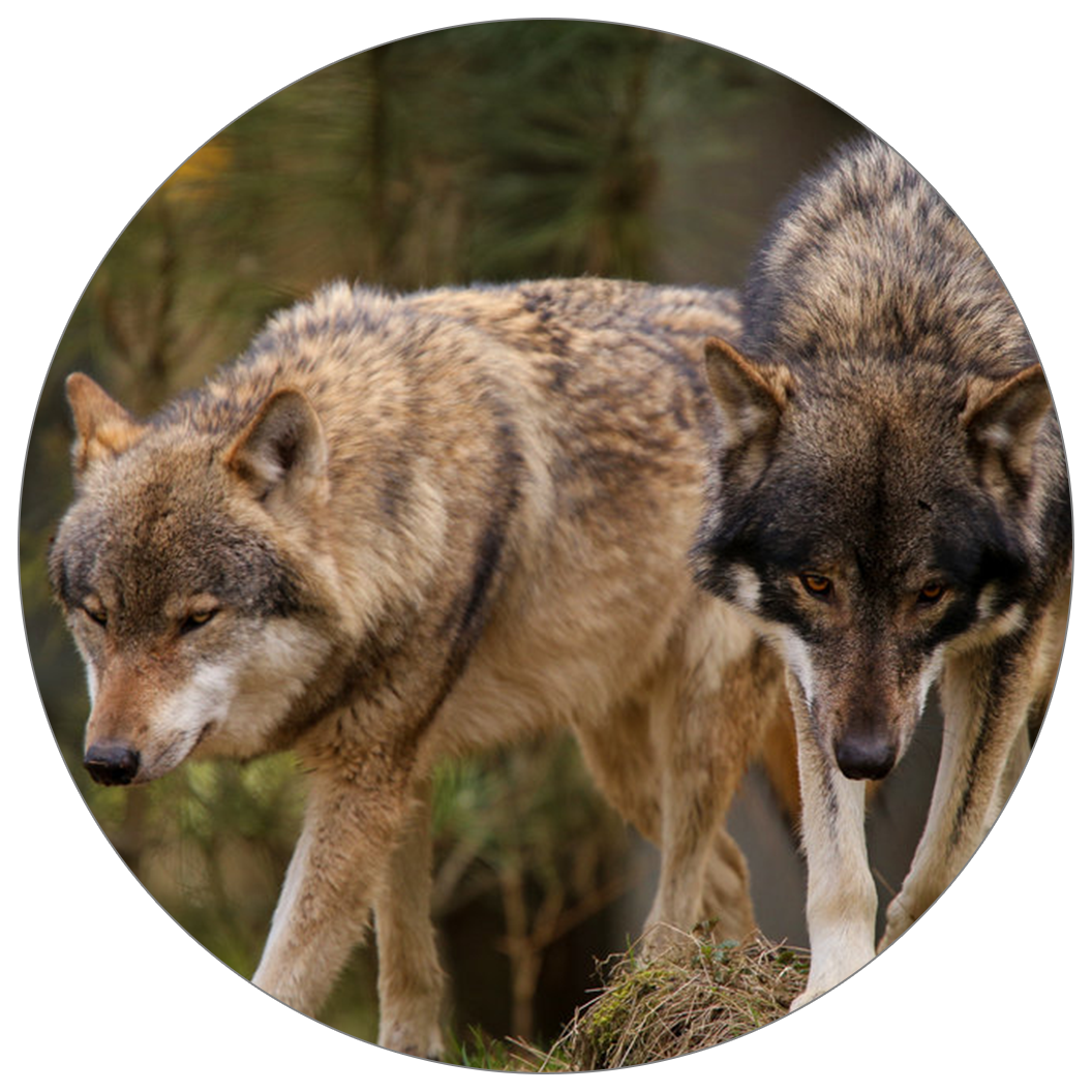 Mountain Wolves - Wolfdog (1056x1056), Png Download