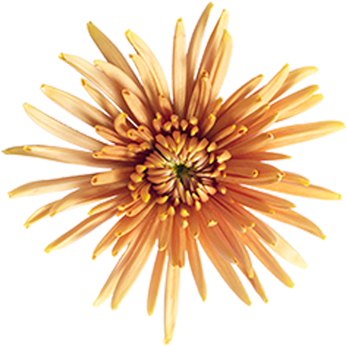 Bronze Fuji Mingus Bronze Fuji Mingus - Marine Invertebrates (800x800), Png Download