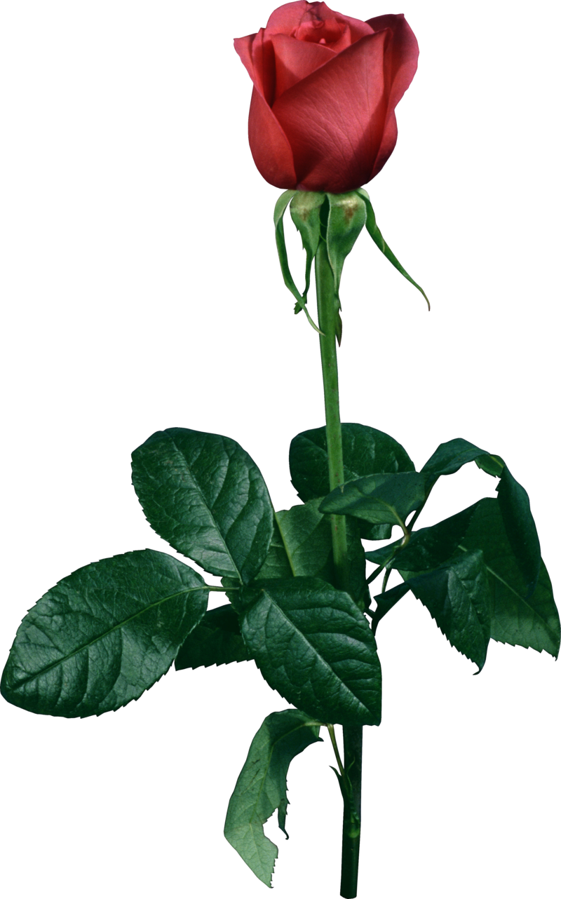 Rose Png, Download Png Image With Transparent Background, - Garden Roses (800x1282), Png Download