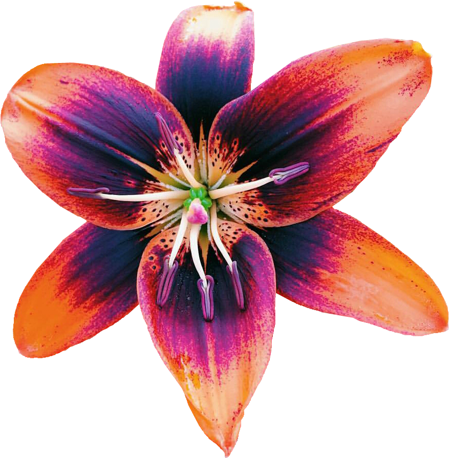 Transparent-galaxy Transparent - Lily (1080x1080), Png Download