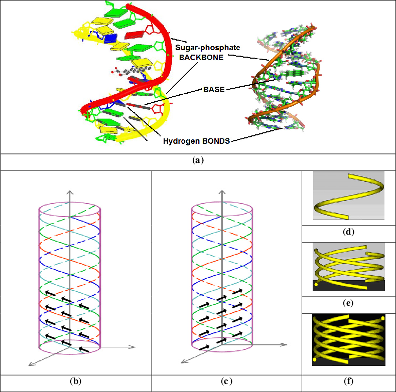 Dna Structure [8], (b) Right-handed And - Dna (789x782), Png Download