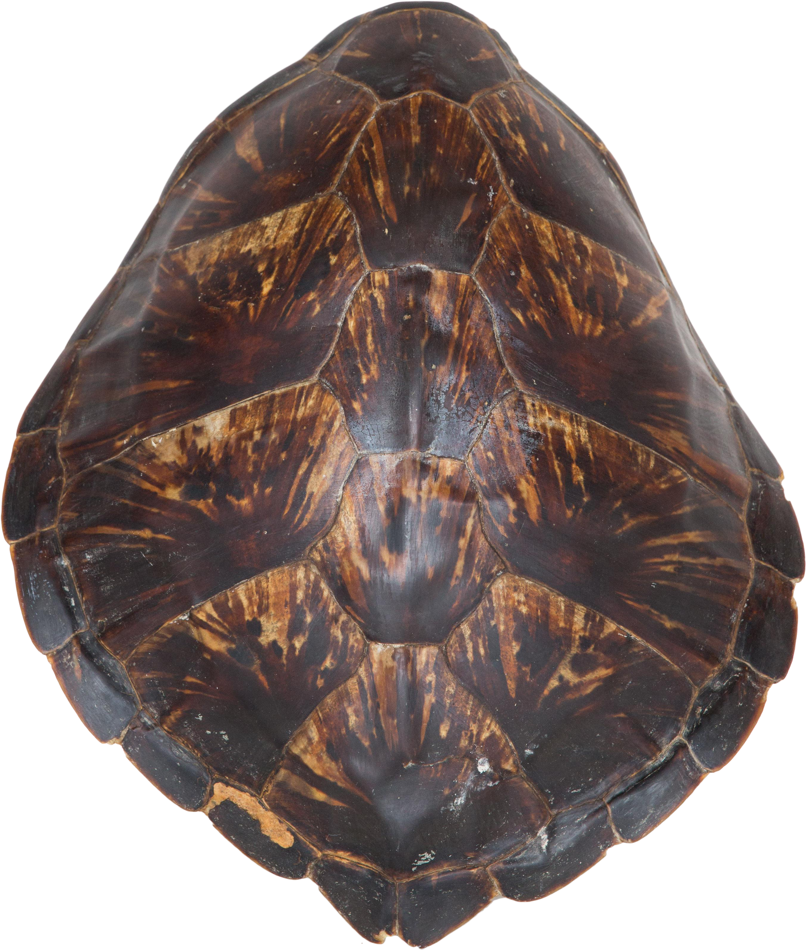 Turtle Shell Png - Painted Turtle (3013x3551), Png Download