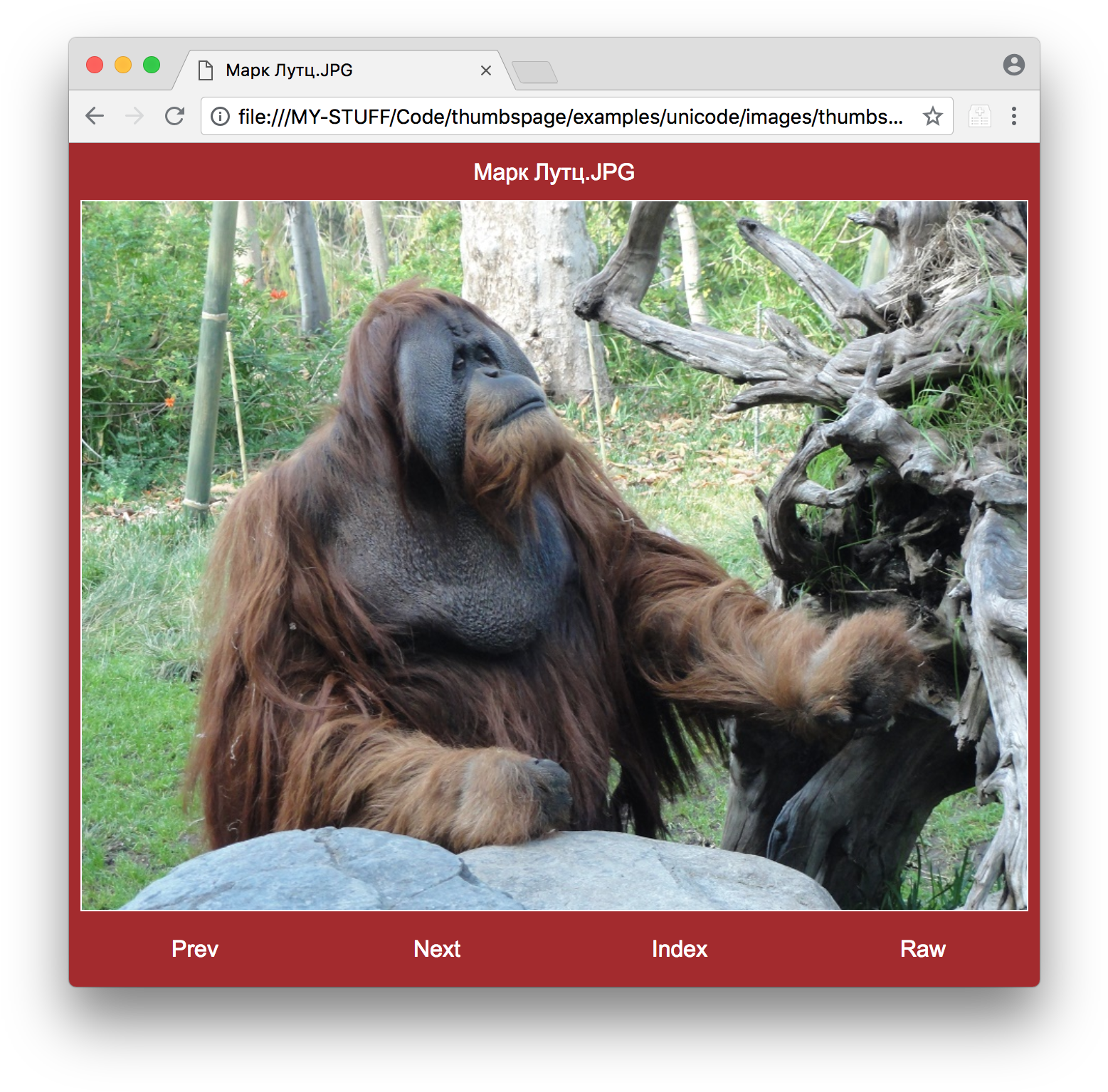 Orangutan (1588x1558), Png Download