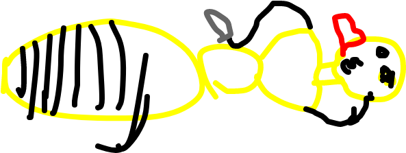 Beedrill - Illustration (1020x608), Png Download