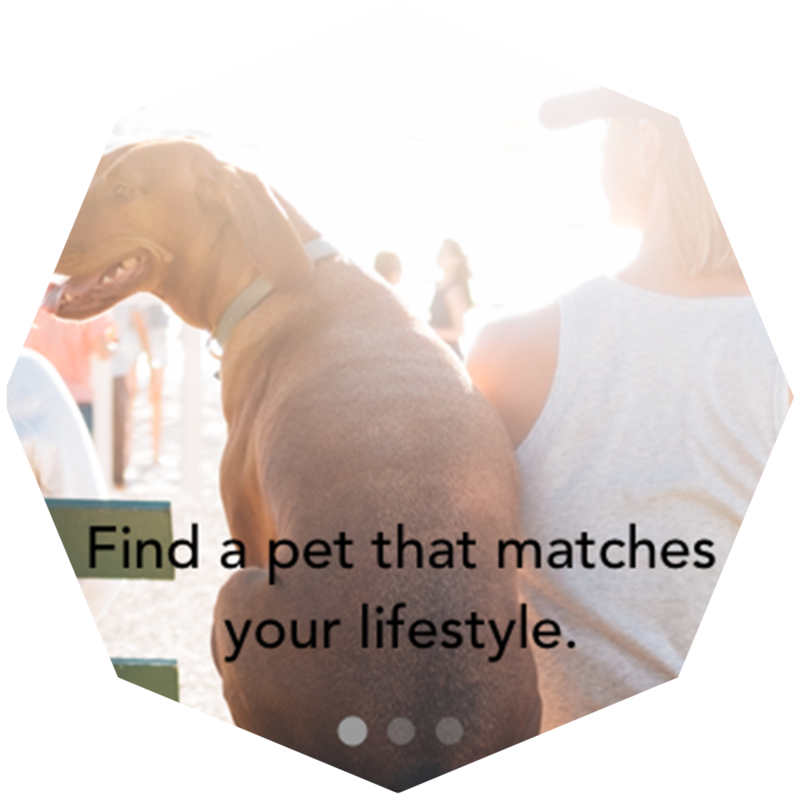 Pets&pals (1000x804), Png Download