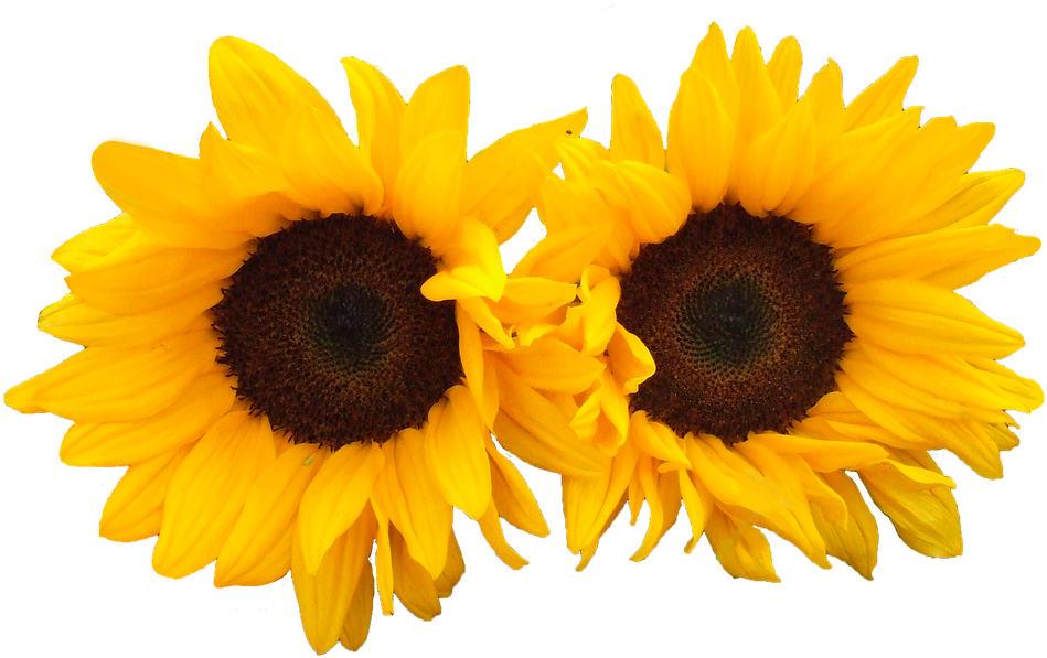 Download Now - Sunflower (960x619), Png Download