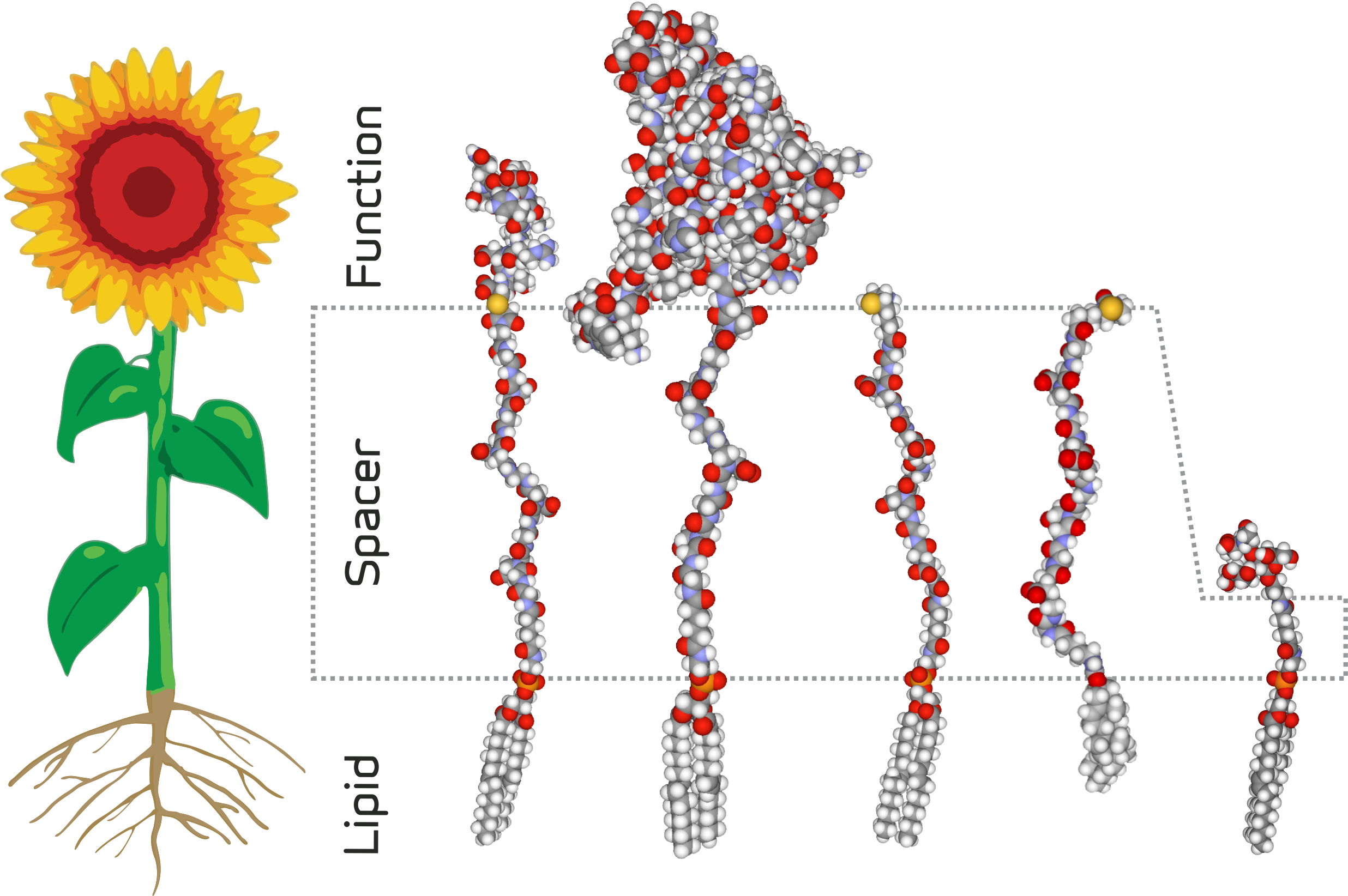 Http - //upload - Wikimedia - Analogy Of A Sunflower - Kodecyte (2471x1673), Png Download