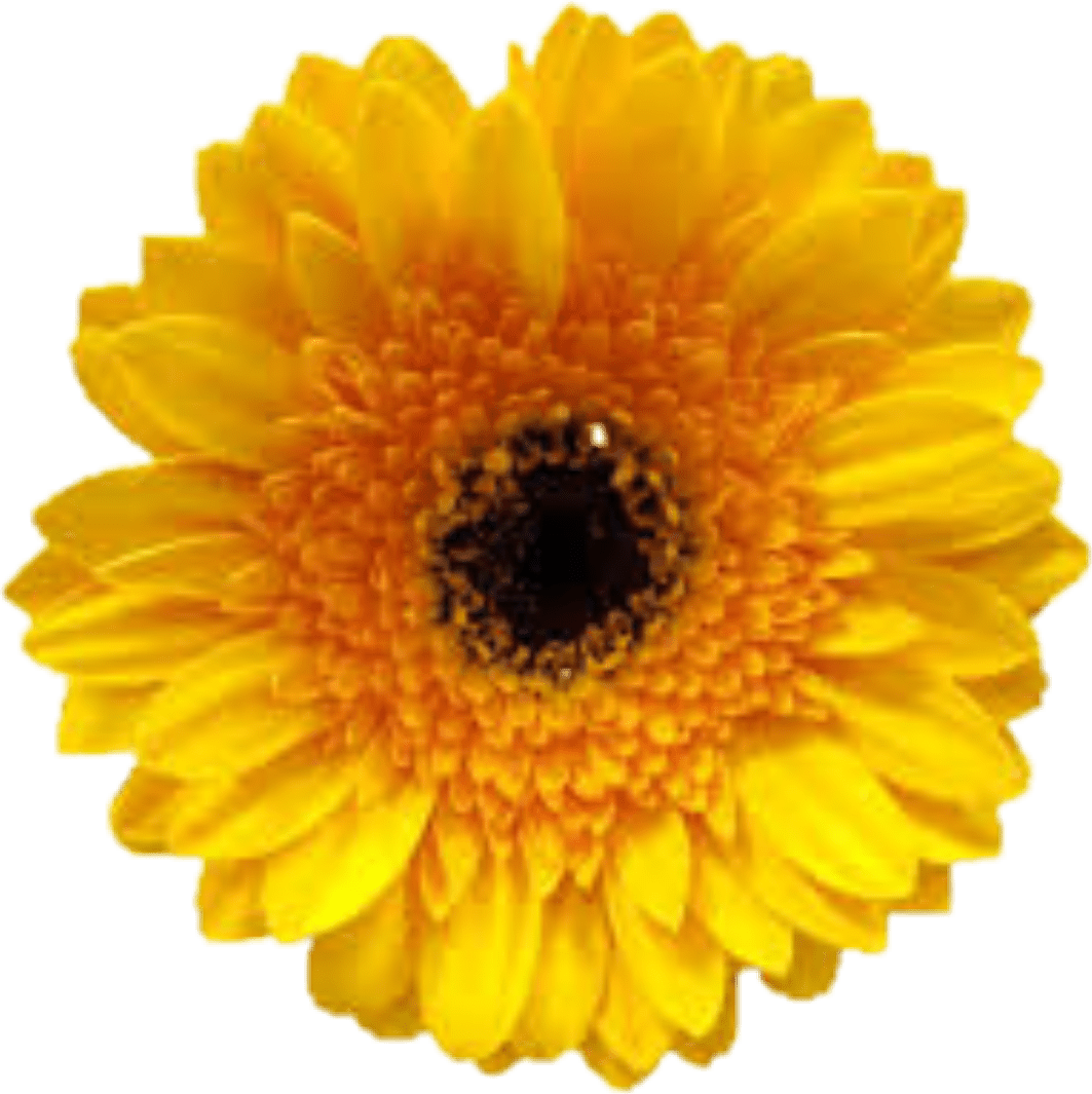 Yellow Flower Tumblr Beautyful - Clip Art (1063x1065), Png Download