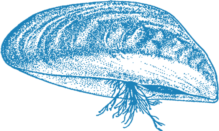 For Example, Species Like The Lionfish Have Begun To - Zebra Mussel (1136x430), Png Download