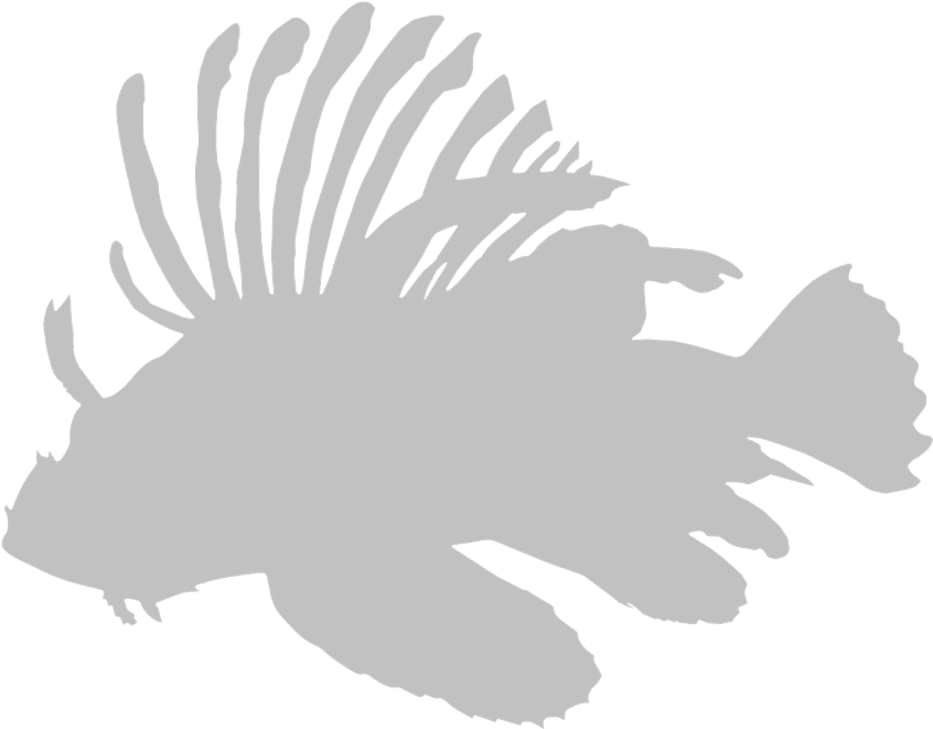 Lionfish Icon (1024x768), Png Download