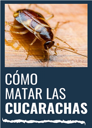 ¿como Matar Las Cucarachas - Cockroach (700x700), Png Download