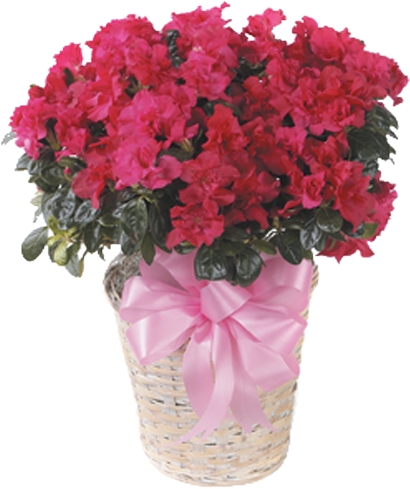 Azalea - Carnations In Vase (600x600), Png Download