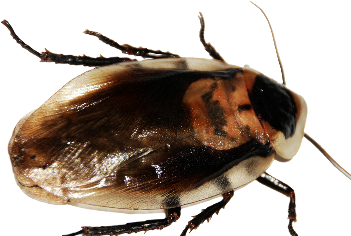 Viral Voz - Leaf Beetle (1190x893), Png Download