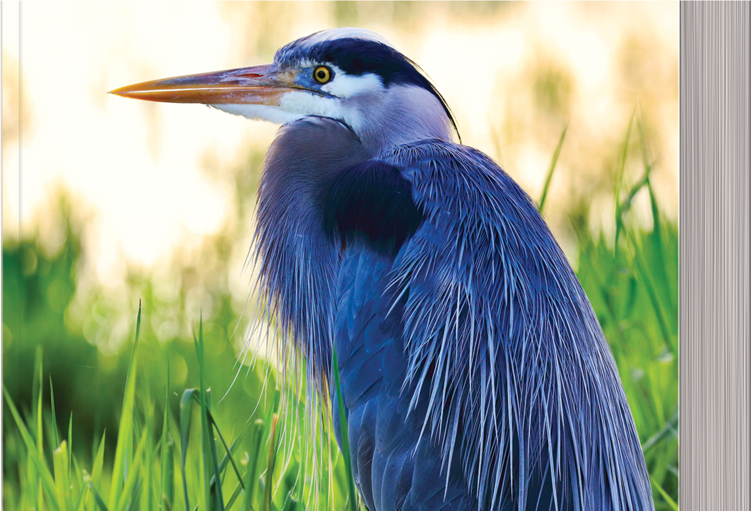 Celebrating The New Year (2062x1031), Png Download