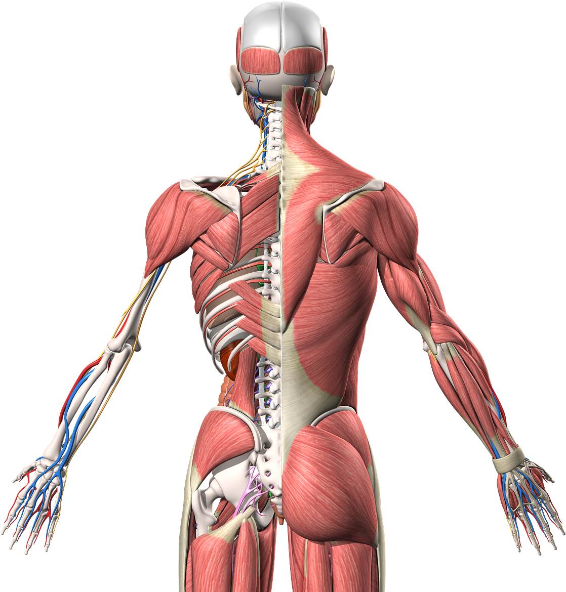 Human Anatomy 3d Model - Back Anatomy Png (1200x1200), Png Download