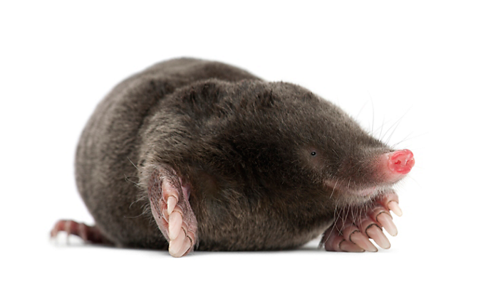 Mole Extermination For Salt Lake City Or Park City - Moles Meaning In Hindi (698x698), Png Download