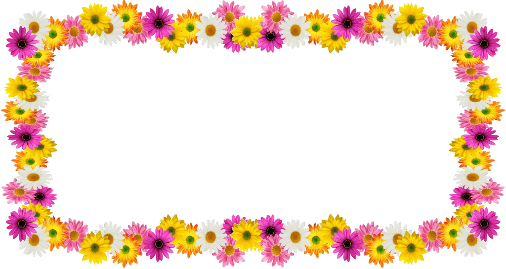 Report Abuse - African Daisy (1024x545), Png Download