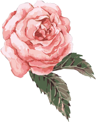 Drawn Rose Bush Watercolor - Pink Watercolor Flower Png (640x480), Png Download