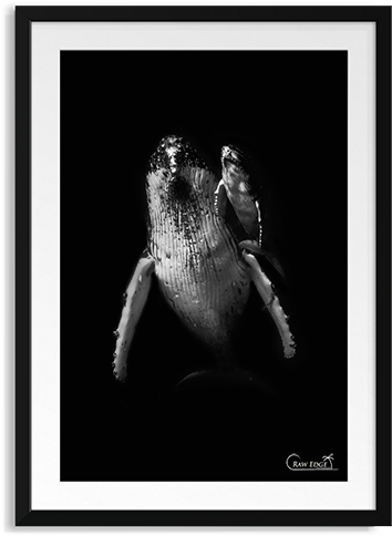 Raw Edge Photo Frames Junior - Picture Frame (800x486), Png Download