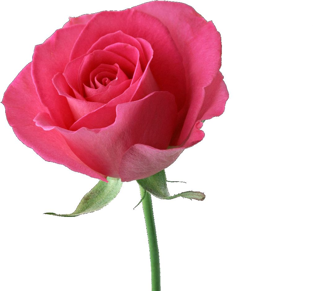 Rose - - Beautiful Pink Rose (1280x1024), Png Download