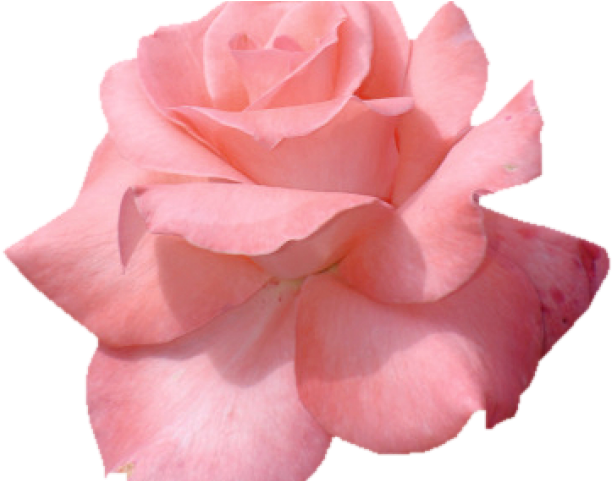 Petal Clipart Transparent Tumblr - Clip Tumblr Flowers (640x480), Png Download