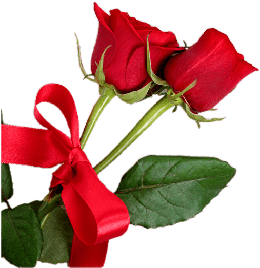 Red Rose Hd Transparent Png Images [free Download] - Fondo De Rosas Para Tarjeta (1280x853), Png Download