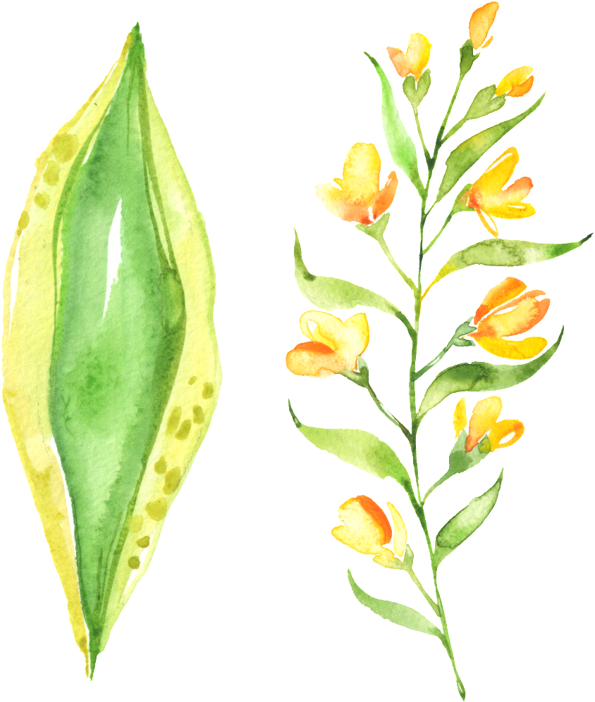 Beautiful Painted Small Flower Green Leaf Hd Png - Lily Family (1024x1024), Png Download