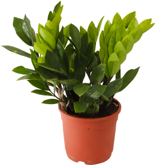 Zamioculcas Zamiifolia, Zz Plant - Arborele De Jad (600x600), Png Download