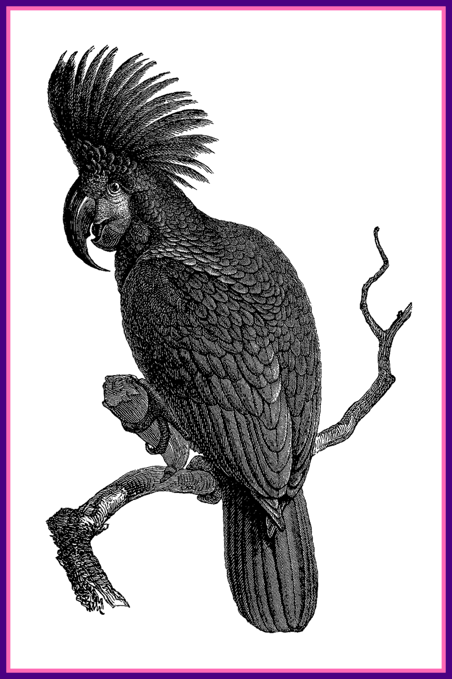 Nest Clipart Pigeon Nest - Cockatoo (907x1362), Png Download