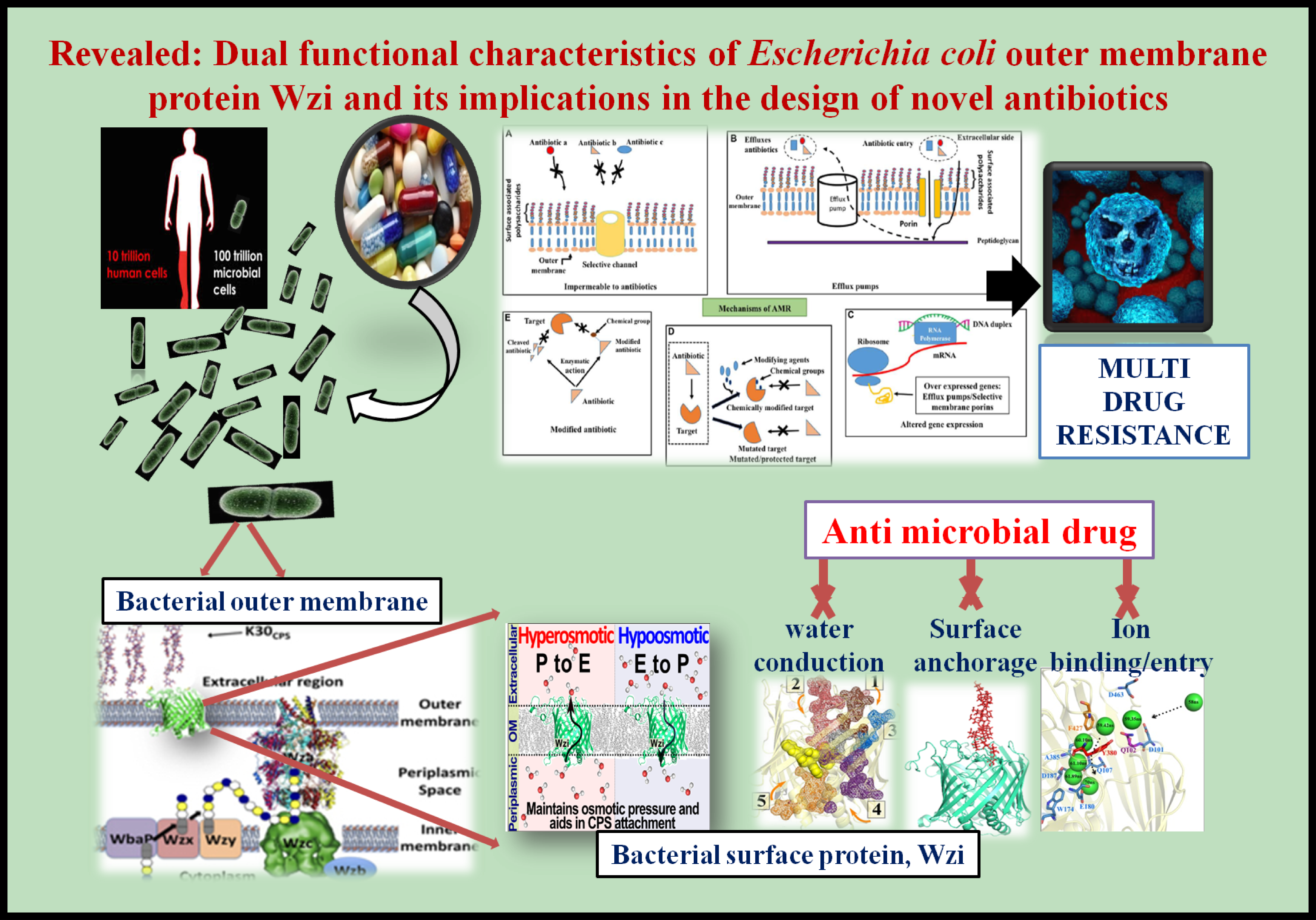 Coli Outer Membrane Protein Wzi That Acts As An Anchor - Diagram (3946x2759), Png Download