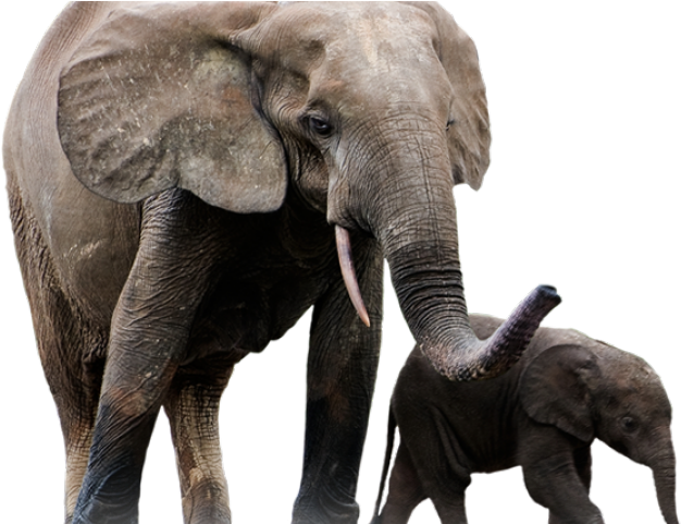 Elephant Png Transparent Images - Elephant (640x480), Png Download