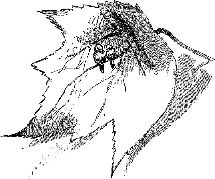 Digital Bird Clip Art Downloads - Sketch (818x711), Png Download