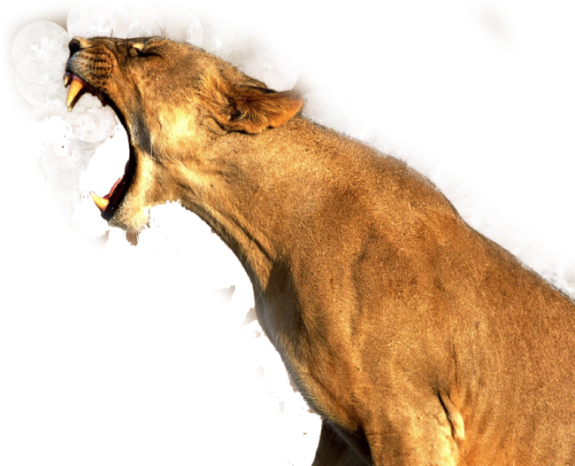 Lion Png Image - Good Quality Pictures Of Animals (700x525), Png Download