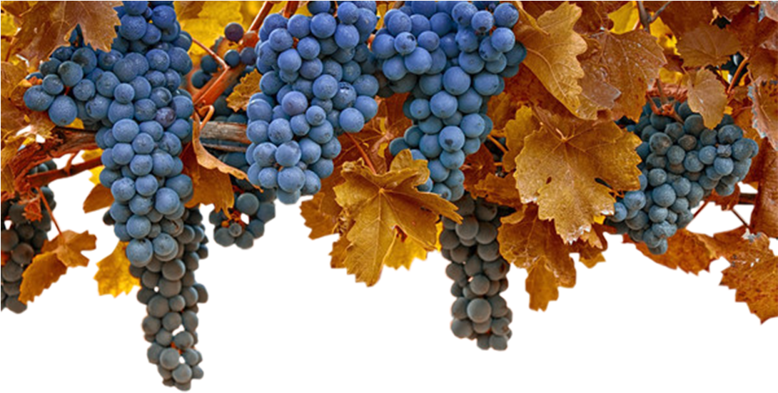 Image - Grape (1089x724), Png Download